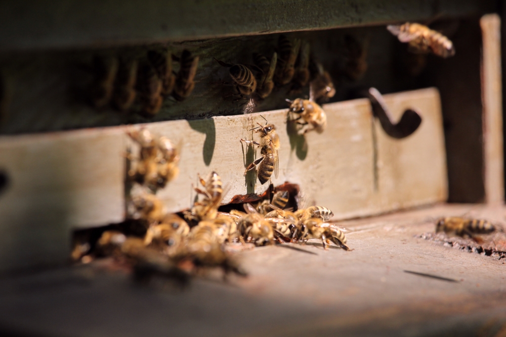 Adamek_Kaja_Slovenia_Bees.jpg